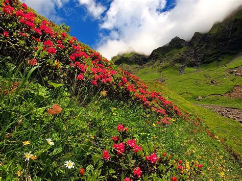 1920x1080px 1080p Free Download Slope Of Flowers Rocks Red Pretty