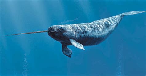 Awesome Animal Narwhal Stan C Smith