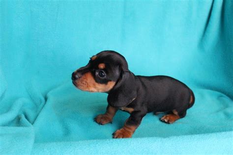Dachshund puppy is chocolate & tan with minimum piebald markings & green eyes. AKC miniature dachshund puppies for sale - Texas Country ...