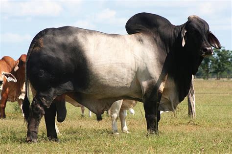 Brahma Bull Livestock Pinterest Cattle Livestock And Animal