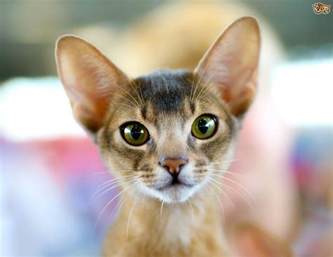 They love watching their owners do things. Five breeds of cats that tend to get on well with dogs ...
