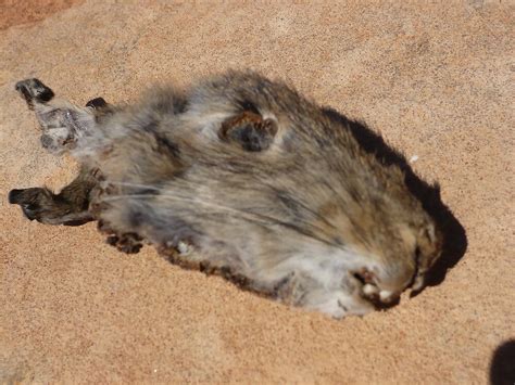 Dead Rabbit Western Australia By Nervouspilchard Redbubble