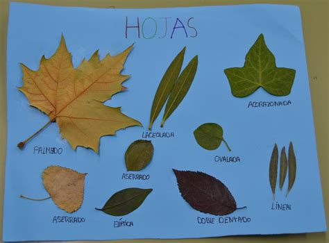 Tipos De Hojas Simples Hojas Hojas De Arbol Clasificacion De Las Hojas