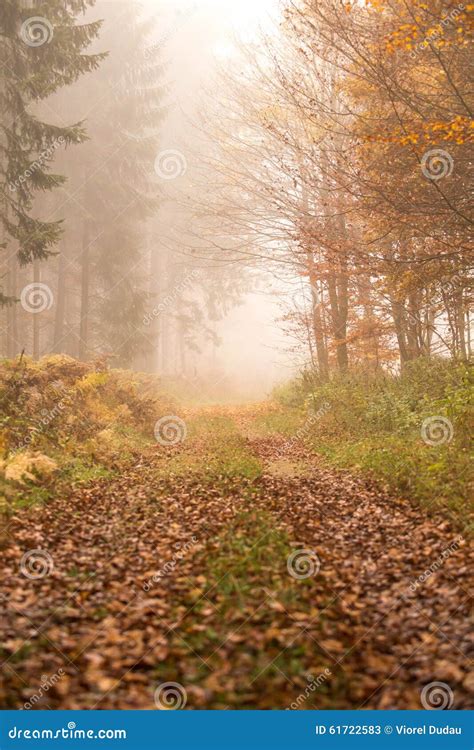 Path In Autumn Foggy Forest Stock Image Image Of Misty Scenic 61722583