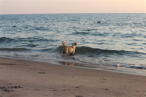 20 Best Dog Friendly Beaches In Southwestern Ontario 2023