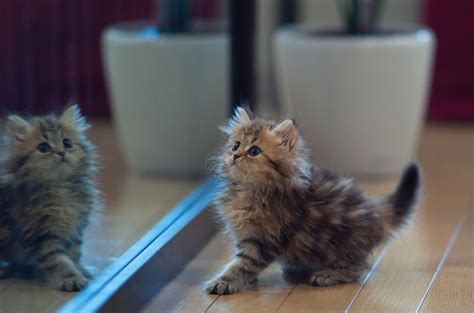 27 Tiny Cats That Will Fit Perfectly In Your Tiny House Kittens Cutest Cats And Kittens Cute