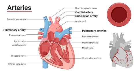 Arteries Definition Structure Types Functions Diseases