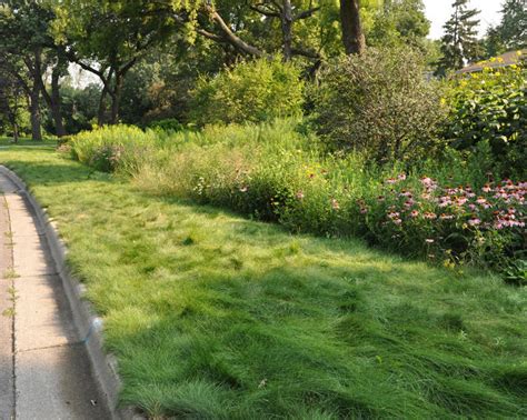 Turf Alternatives To Reduce Mowing Greenweaver Landscapes
