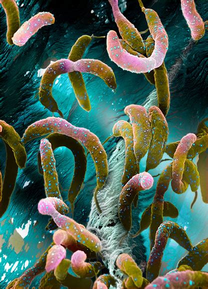 Fotos De Seres Vivos Microscópicos Que Estão No Nosso Corpo Ciências