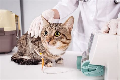 Fluid Therapy For Cats All About Cats