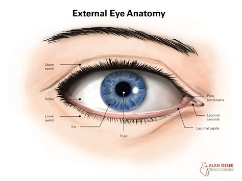 Structure Of The External Eye Anatomy