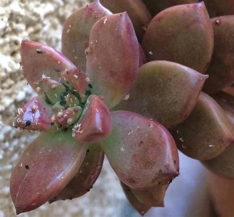Those are colorado potato beetle larvae. Common Pests on Succulents and Easy Treatments for Them ...