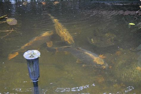Mature Pond Fish For Sale In New Milton Hampshire Gumtree