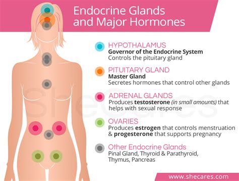 In females, estrogen affects the following areas of the body sexual desire and contraception: Understanding Female Hormones | SheCares