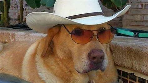 Cowboy Hats For Dogs