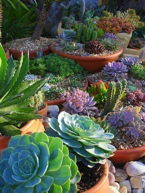 Easy Diy Arizona Backyard Projects Ideas Decomagz Succulents