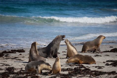 Australian Sea Lion Neophoca Cinerea On The Beach At Seal Bay