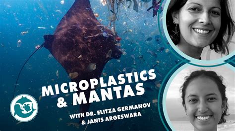 Microplastics And Manta Rays In Indonesia With Dr Elitza Germanov And
