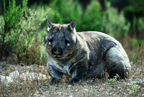 Wombat Facts And Photos Bush Heritage Australia