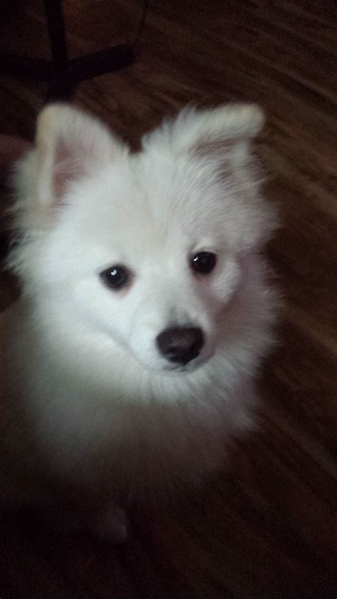 My White Pomeranian Named Argus At 6 Months Old White Pomeranian