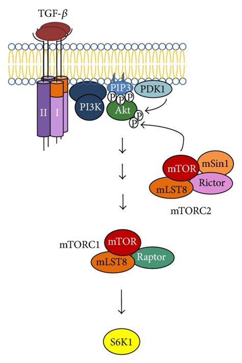The TGF β non SMAD signaling pathways A The ERK MAP kinase pathway