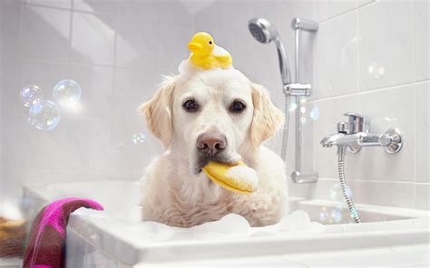 Pet Grooming in Dubai: Shampooch, Woof Pet Service & More - MyBayut
