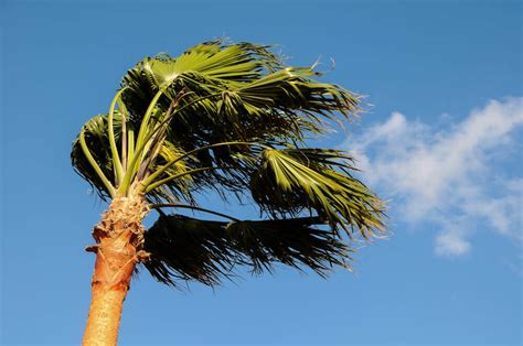 Caring For Your Florida Friendly Palm Trees After A Storm Duda Sod