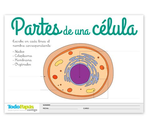 Nombres De Las Partes De La Celula Compartir Celular