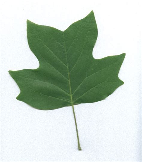 Identifying The Yellow Poplar Tree Tree Leaf Identification Tulip