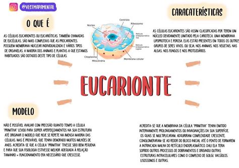 Mapa Mental Eucarionte Biologia