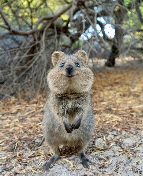 This Smiling Quokka Aww