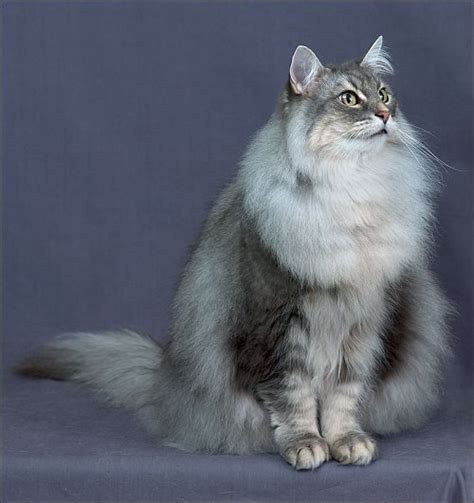 Norwegian Forest Cats Show Standard Of Points Norwegian Forest Cat