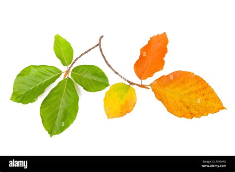 Beech Leaves Isolated On White Stock Photo Alamy