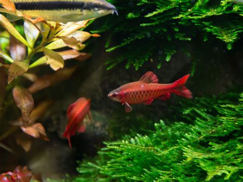 サクランボのような赤色が自慢の熱帯魚!「チェリーバルブ」の特徴や飼い方を解説 | Petpedia