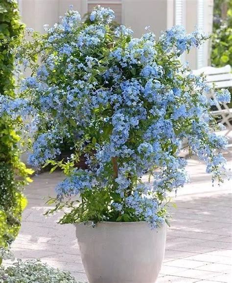 36 Best Blue Flowers To Grow In Containers Balcony Garden Web