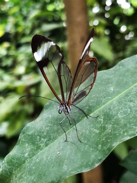 Glasswing Butterfly Rnaturephotography