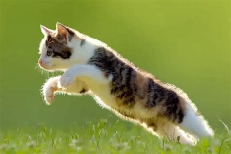 How Fast Can A Calico Cat Run And How High Can They Jump Walk With Cat