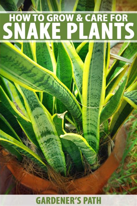How To Grow And Care For Snake Plants Sansevieria