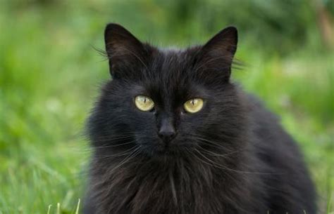 Black Cat Personality Traits Lovetoknow