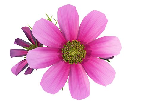 Cosmos flower clipart 20 free Cliparts | Download images on Clipground 2020