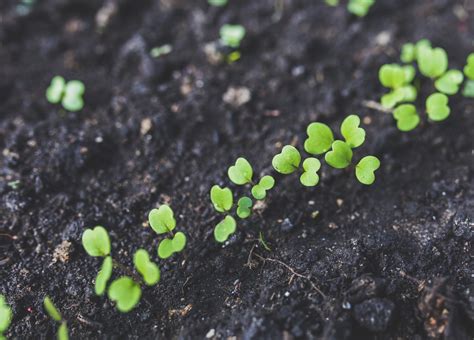FFAR Rodale Institute Enhance Soil Health To Increase Crop Nutrients