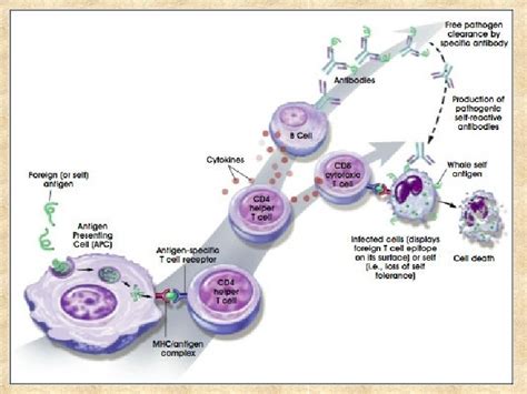 Your immune system builds a defense against that specific antigen. Overview of the Immune System Innate (Nonspecific) Acquired