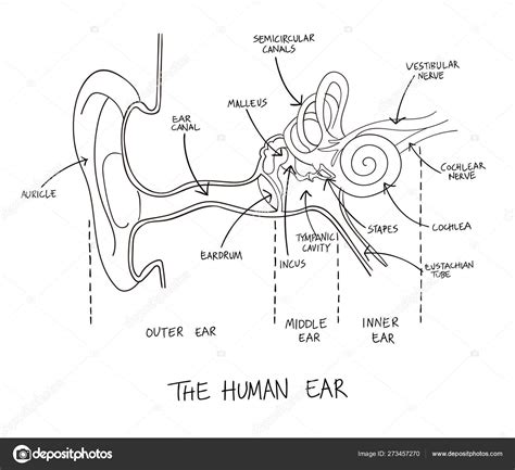 Ear Coloring Anatomy Diagram Eye Template Human Pages Biologycorner Key