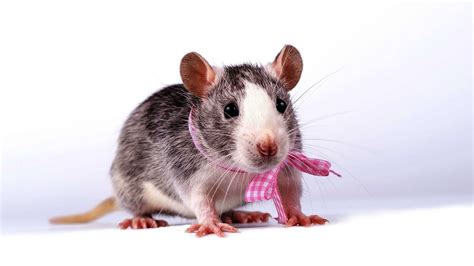 Male Vs Female Rats Pet Rats Youtube
