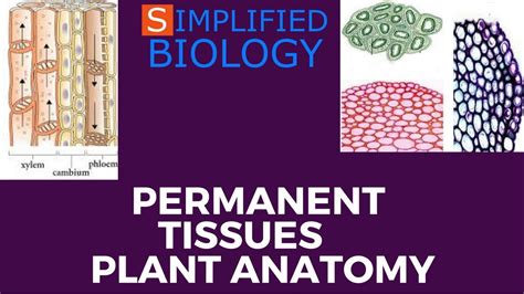 Permanent Tissues Plant Anatomy For Neet Aiims Aipmt Jipmer
