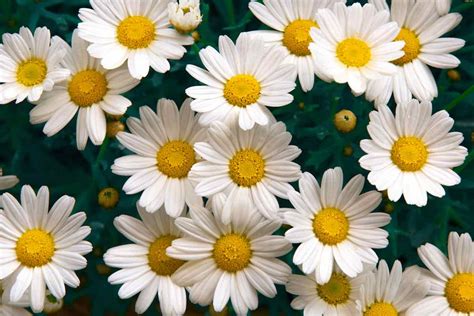 The Best Daisies To Grow In Your Backyard Minneopa Orchards