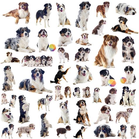 Royalty Free Australian Shepherd Pictures Images And Stock Photos Istock