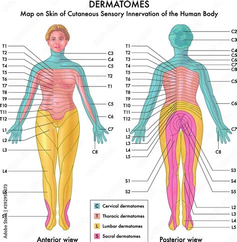 Free Printable Dermatome Chart Dermatomes Chart And Map