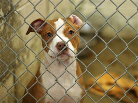 Want to become an animal shelter volunteer? Delaware becomes first no-kill state for animal shelters ...