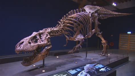 Schooltv Een Groot Skelet Van Een T Rex Dino Trix Staat In Naturalis